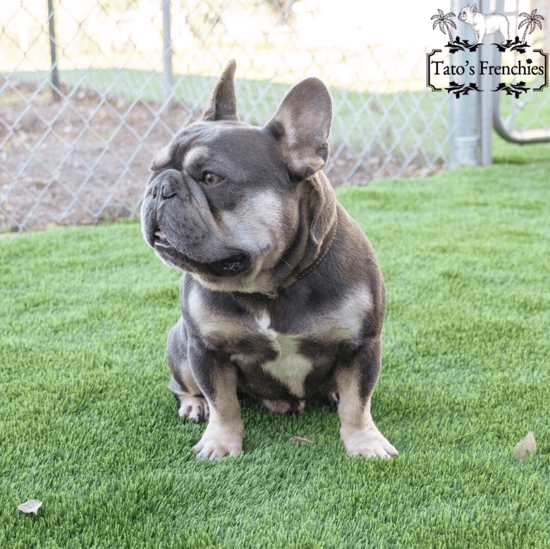 Frenchie Color Tato's Frenchies South Florida's Best French Bulldogs