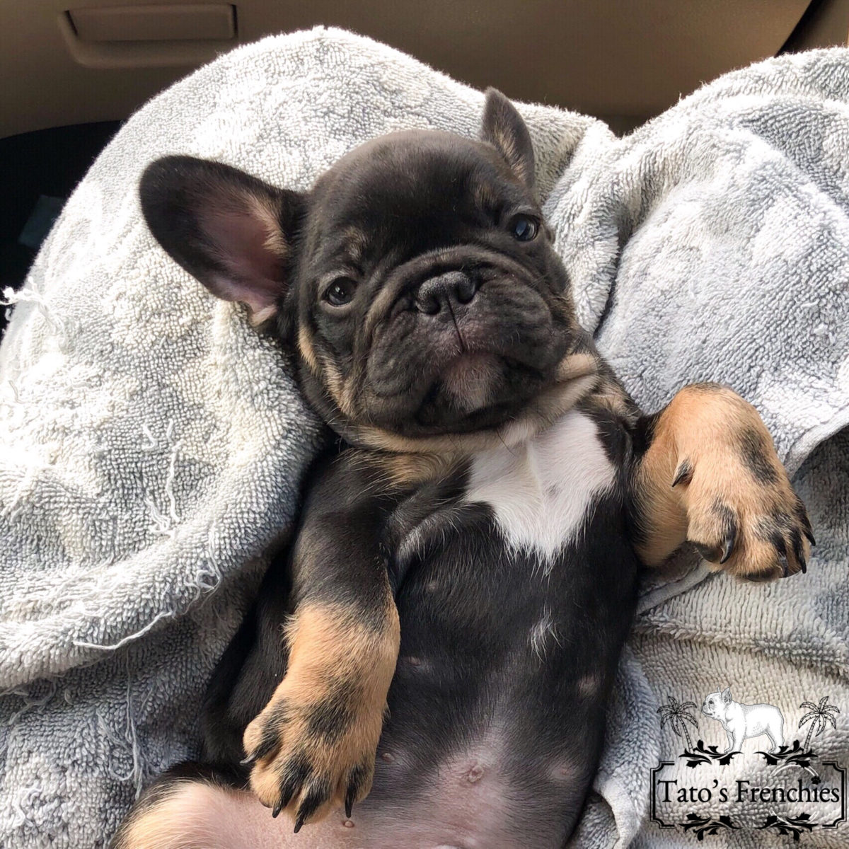 Frenchie Color Genetics - Tato's Frenchies | South Florida's Best ...
