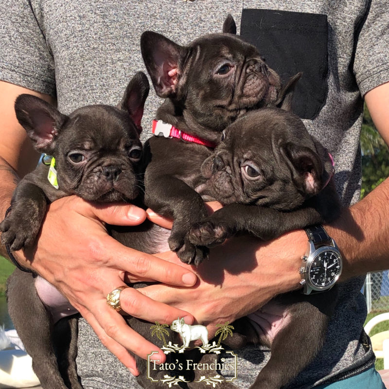 Frenchie Color Tato's Frenchies South Florida