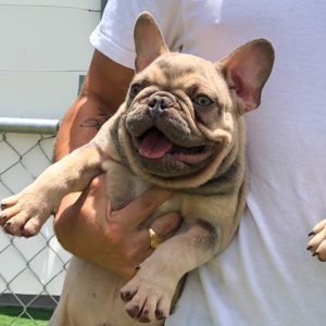 Frenchie Color Genetics - Tato's Frenchies | South Florida's Best ...