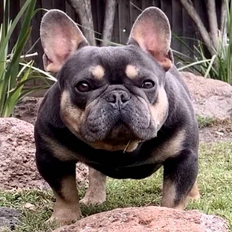 Tatos Valkyrie - Tato's Frenchies | South Florida's Best French Bulldogs