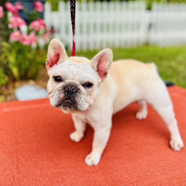 Up Coming Breeding - Tato's Frenchies | South Florida's Best French ...
